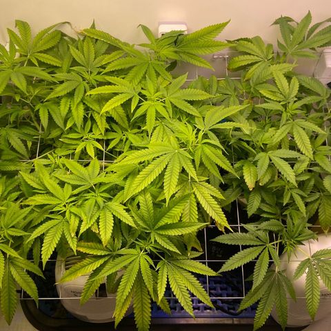 Critical Orange Punch growlog timeline photo