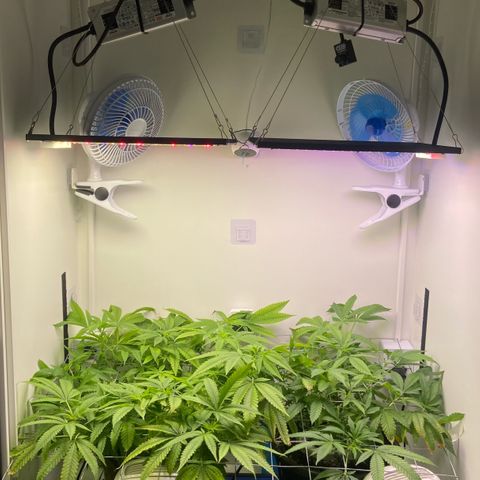 Critical Orange Punch growlog timeline photo
