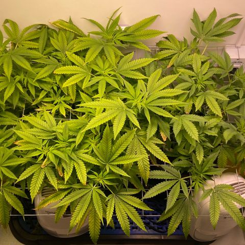 Critical Orange Punch growlog timeline photo