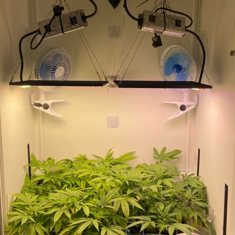Critical Orange Punch growlog timeline photo