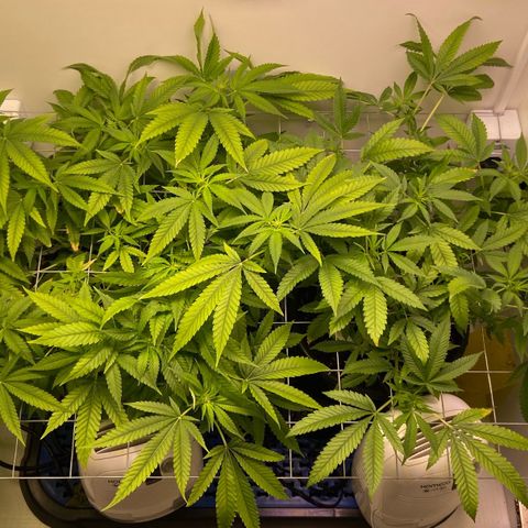 Critical Orange Punch growlog timeline photo