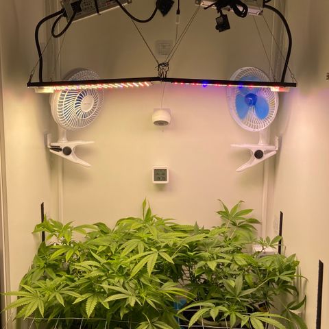 Critical Orange Punch growlog timeline photo