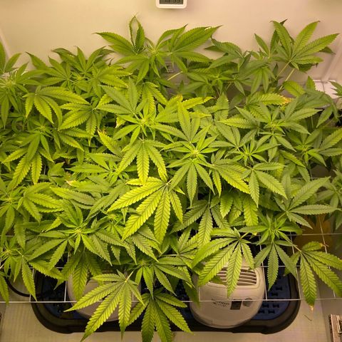 Critical Orange Punch growlog timeline photo