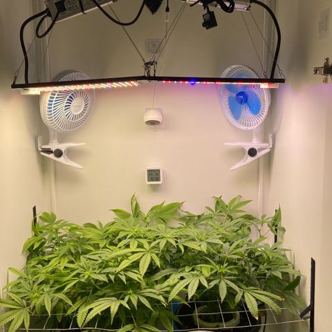 Critical Orange Punch growlog timeline photo