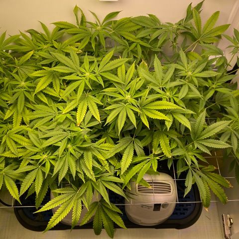 Critical Orange Punch growlog timeline photo