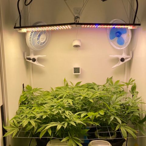 Critical Orange Punch growlog timeline photo