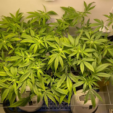 Critical Orange Punch growlog photo: Pós poda  