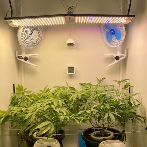 Critical Orange Punch growlog photo: Pós poda  