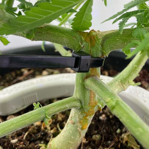 Critical Orange Punch growlog timeline photo