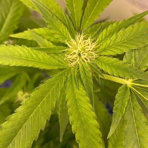 Critical Orange Punch growlog timeline photo