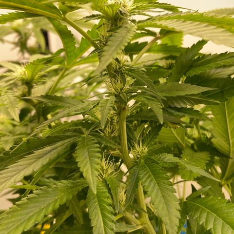 Critical Orange Punch growlog timeline photo