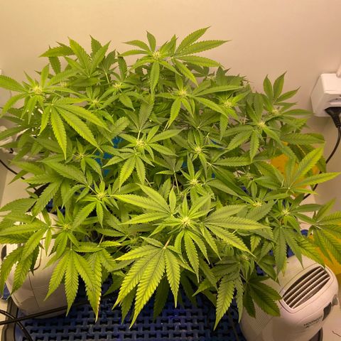 Critical Orange Punch growlog timeline photo