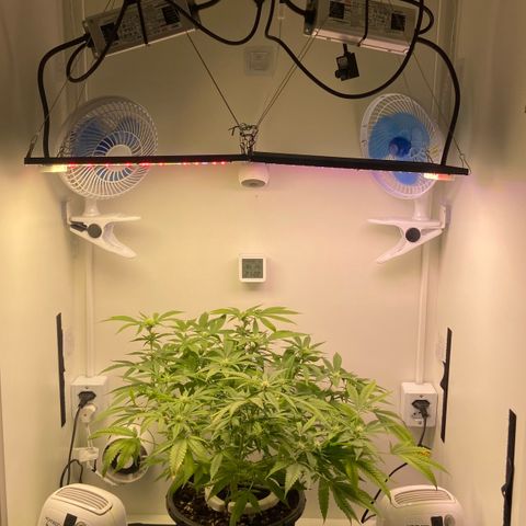 Critical Orange Punch growlog timeline photo
