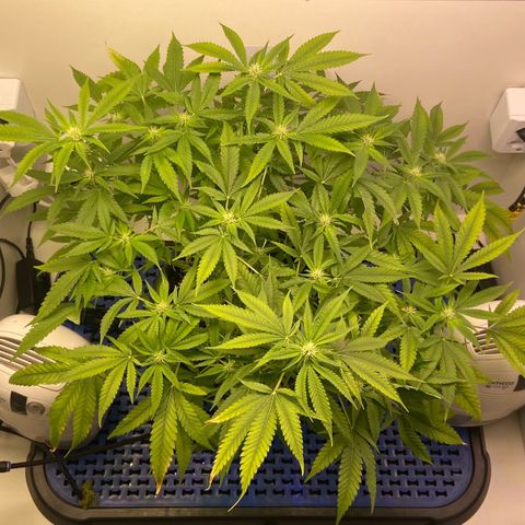 Critical Orange Punch growlog timeline photo