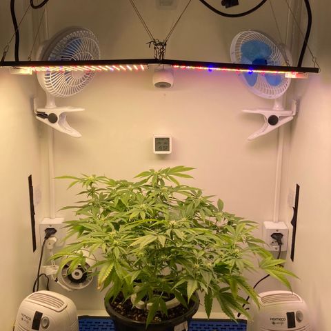 Critical Orange Punch growlog timeline photo