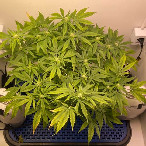 Critical Orange Punch growlog timeline photo