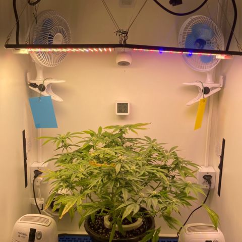 Critical Orange Punch growlog timeline photo