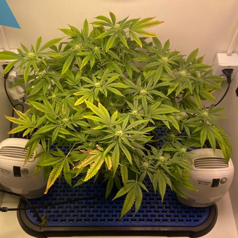 Critical Orange Punch growlog timeline photo