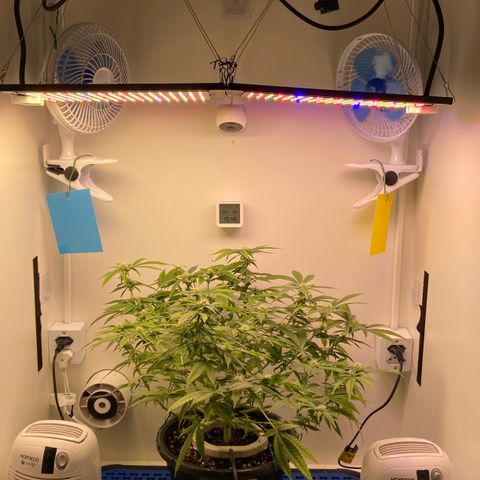 Critical Orange Punch growlog timeline photo