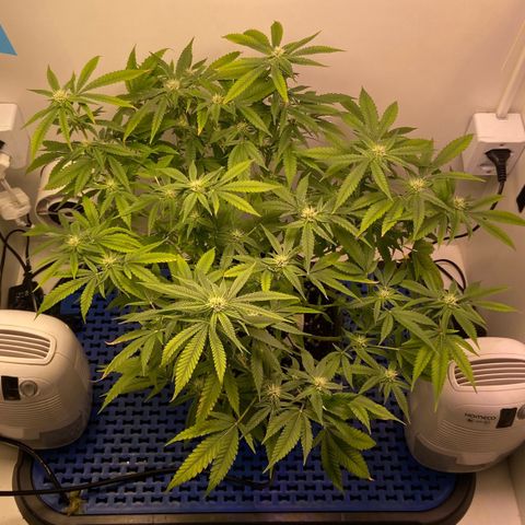 Critical Orange Punch growlog timeline photo