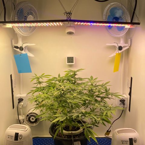 Critical Orange Punch growlog timeline photo