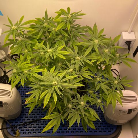 Critical Orange Punch growlog timeline photo