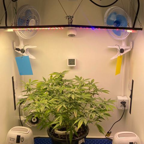 Critical Orange Punch growlog timeline photo