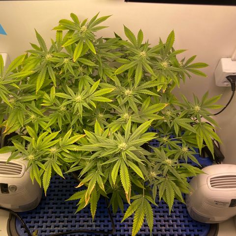 Critical Orange Punch growlog timeline photo