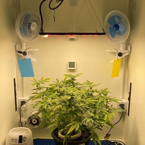 Critical Orange Punch growlog timeline photo