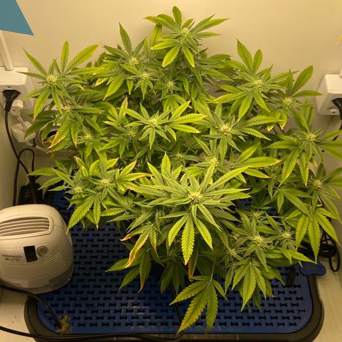 Critical Orange Punch growlog timeline photo