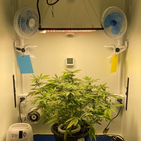 Critical Orange Punch growlog timeline photo