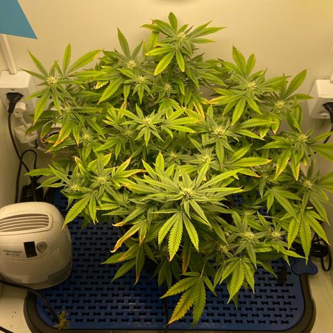 Critical Orange Punch growlog timeline photo