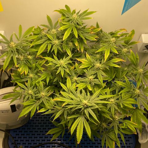 Critical Orange Punch growlog timeline photo