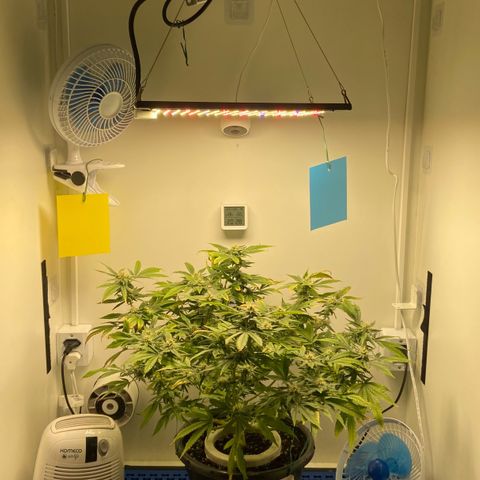 Critical Orange Punch growlog timeline photo