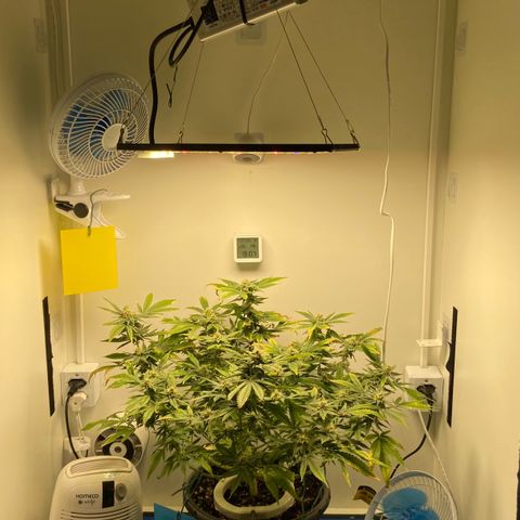 Critical Orange Punch growlog timeline photo