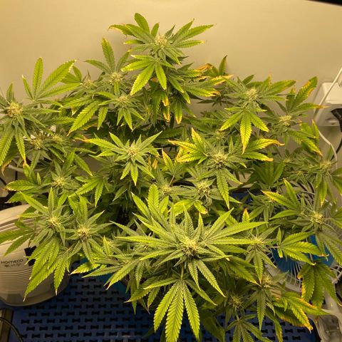Critical Orange Punch growlog timeline photo