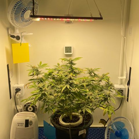 Critical Orange Punch growlog timeline photo