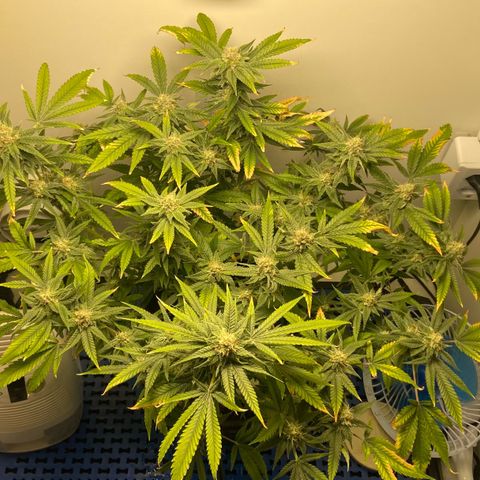 Critical Orange Punch growlog timeline photo