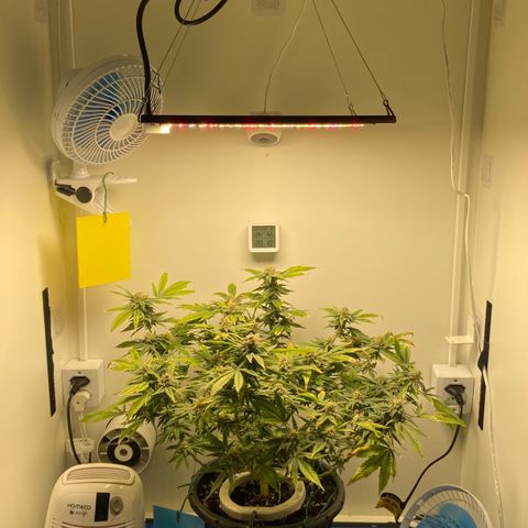 Critical Orange Punch growlog timeline photo