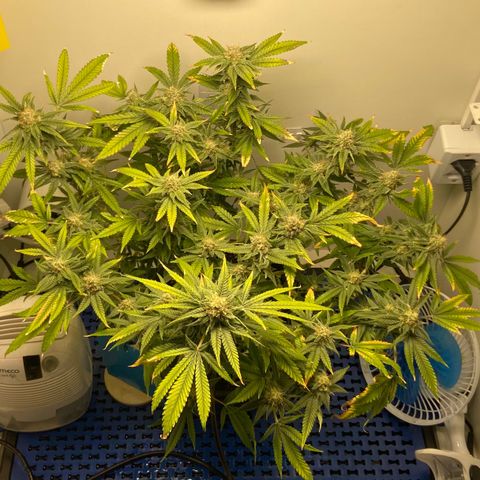 Critical Orange Punch growlog timeline photo