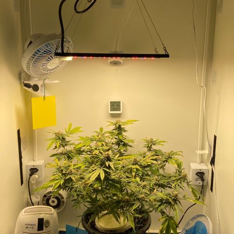 Critical Orange Punch growlog timeline photo