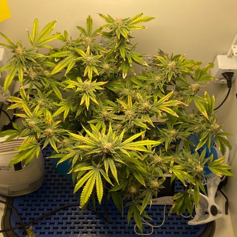 Critical Orange Punch growlog timeline photo