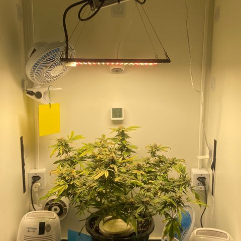 Critical Orange Punch growlog timeline photo