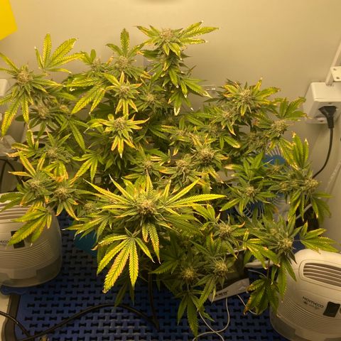 Critical Orange Punch growlog timeline photo