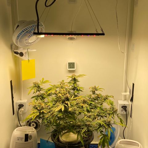 Critical Orange Punch growlog timeline photo
