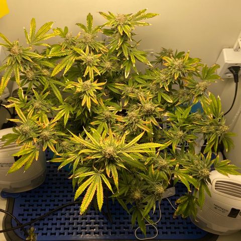 Critical Orange Punch growlog timeline photo