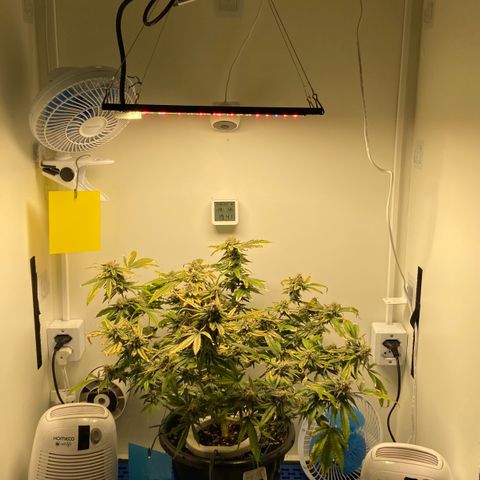 Critical Orange Punch growlog timeline photo