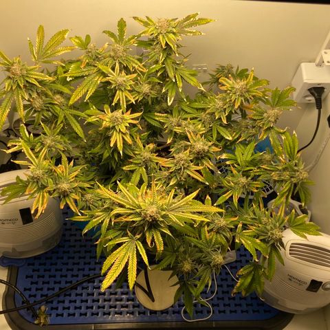 Critical Orange Punch growlog timeline photo