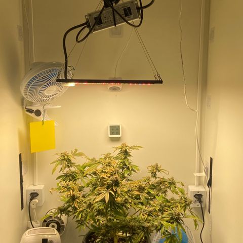 Critical Orange Punch growlog timeline photo
