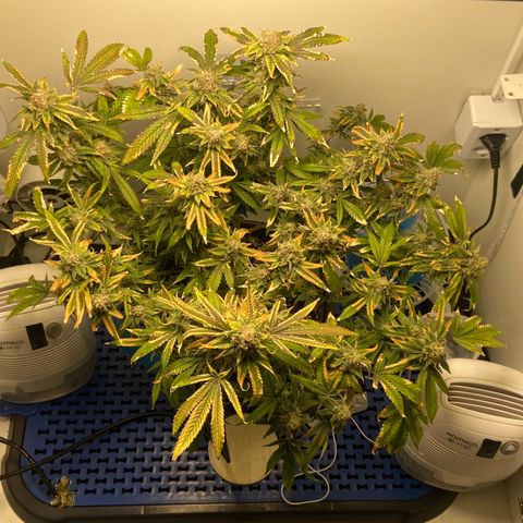 Critical Orange Punch growlog timeline photo